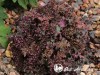 Alūnė ,Crimson Curls' (lot. Heuchera)